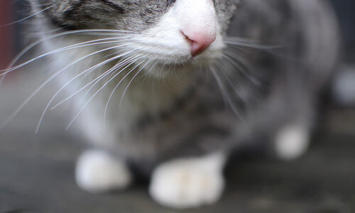 仰泳小将刷新德国国内纪录,世界仰泳顶尖运动员