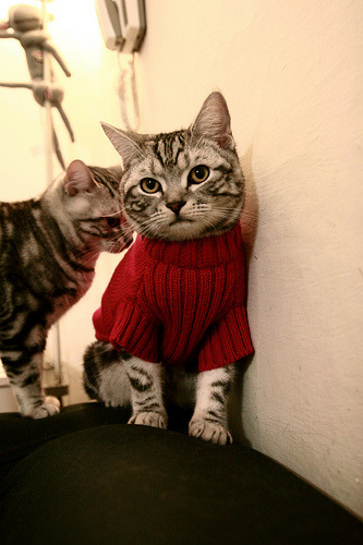 “帕布罗·马特拉的出色表现，帮助美洲狮队迈向更高荣誉”