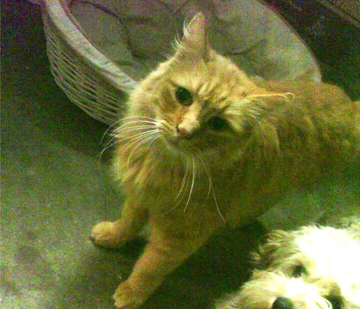 “帕布罗·马特拉的精确进攻与铁血防守，成就阿根廷美洲狮队的胜利”