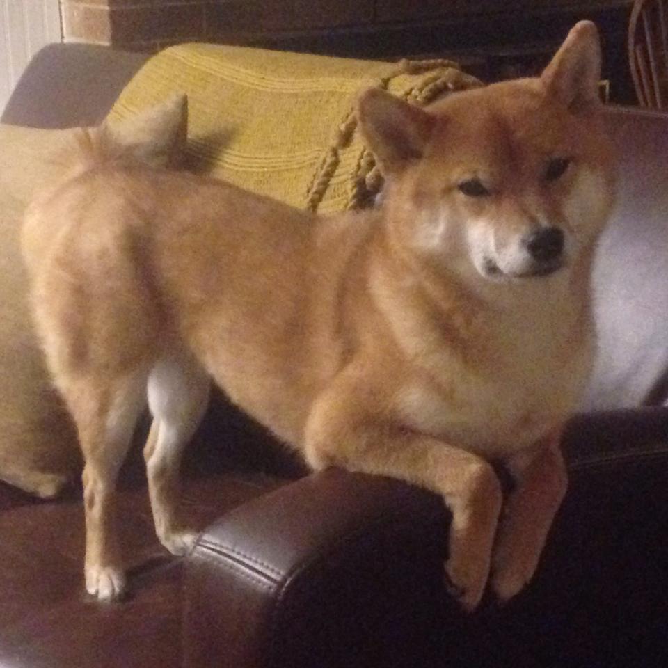 开云体育官网下载安装-“马科斯·莫奇的灵活防守与精准传球，助力阿根廷美洲狮队更具攻击性”