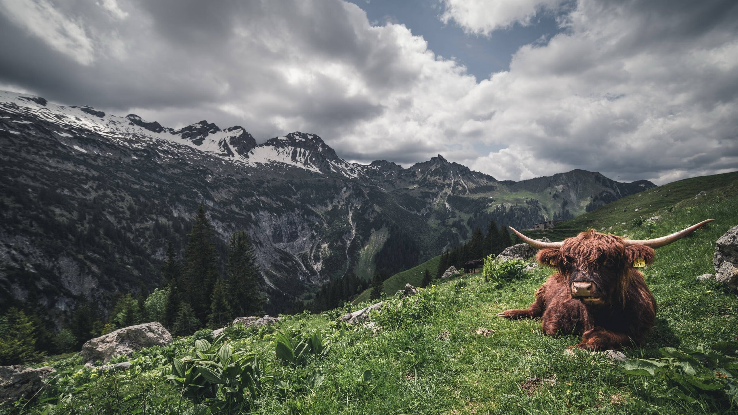 “马科斯·莫奇的灵活防守与精准传球，助力阿根廷美洲狮队更具攻击性”